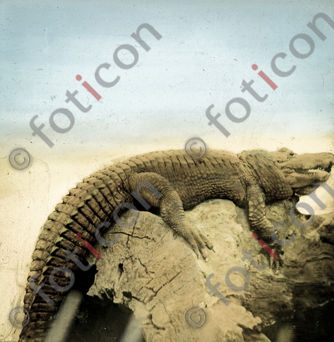 Alligator | Alligator - Foto foticon-simon-167-075.jpg | foticon.de - Bilddatenbank für Motive aus Geschichte und Kultur